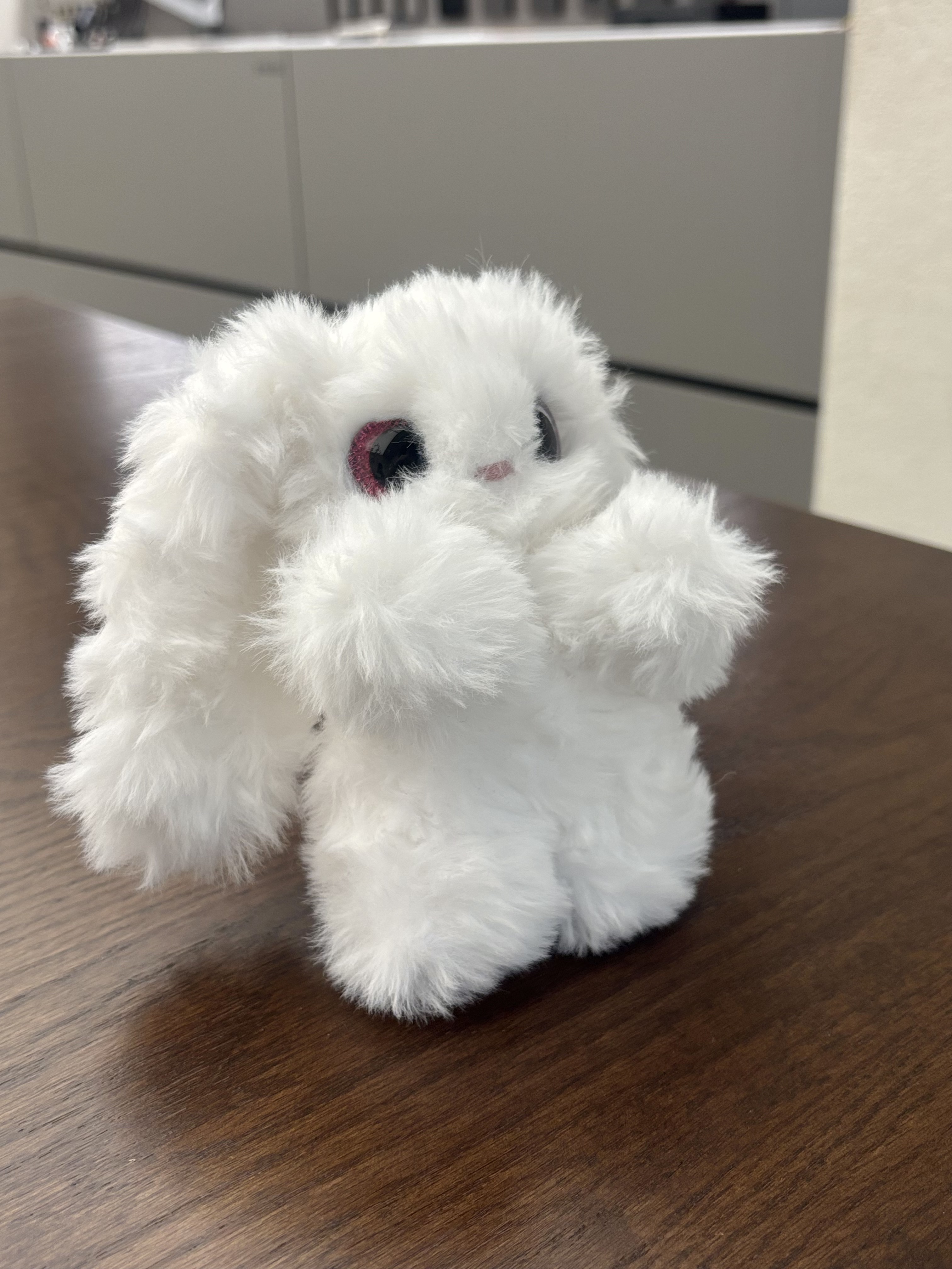 Lop Rabbit 13